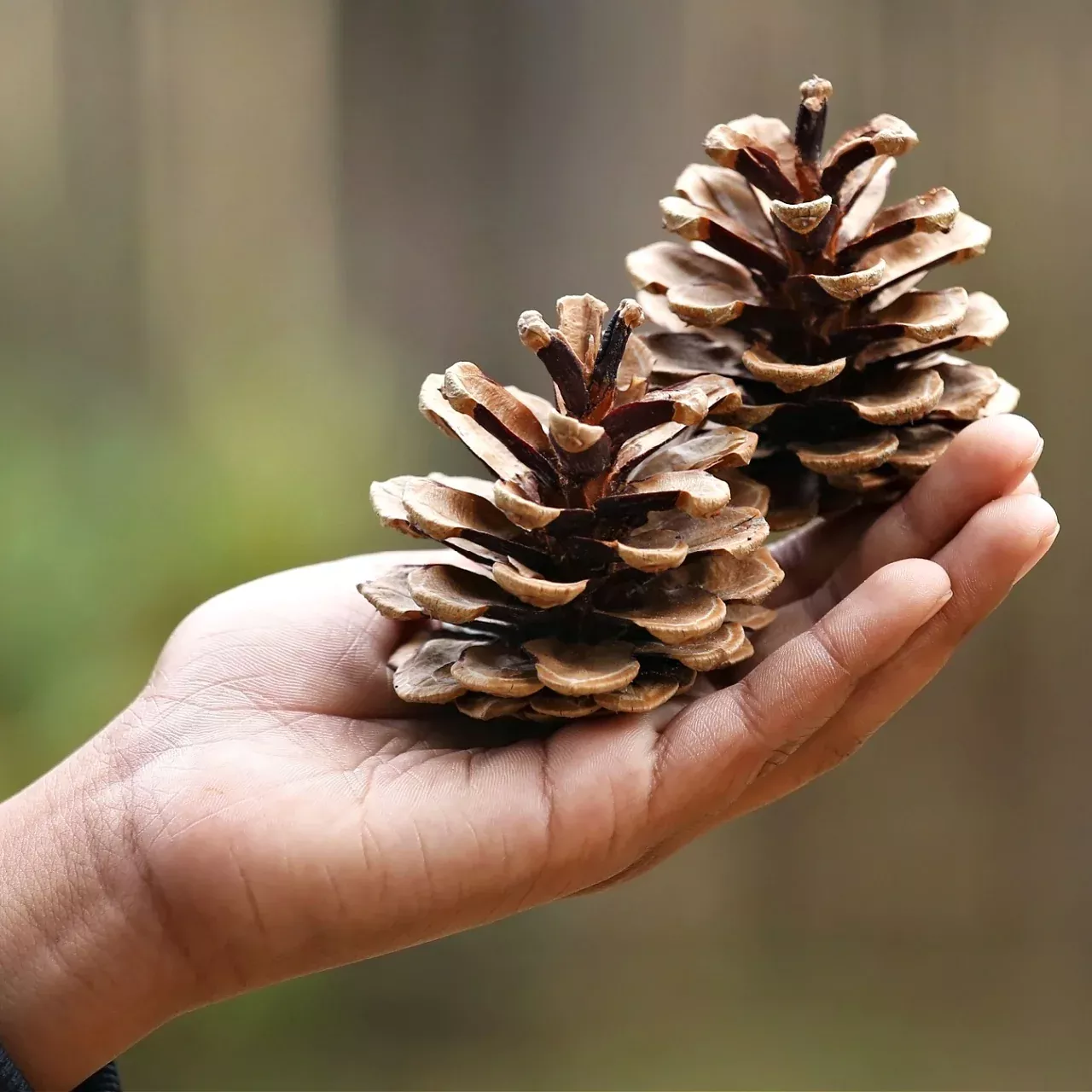 Pine Cones - 3 Pack
