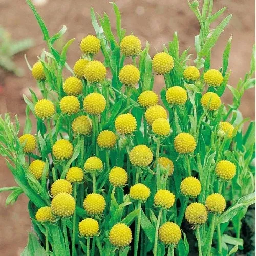 Pineapple Flower Seeds, Cephalophora Aromatica Pineapples, CP8025