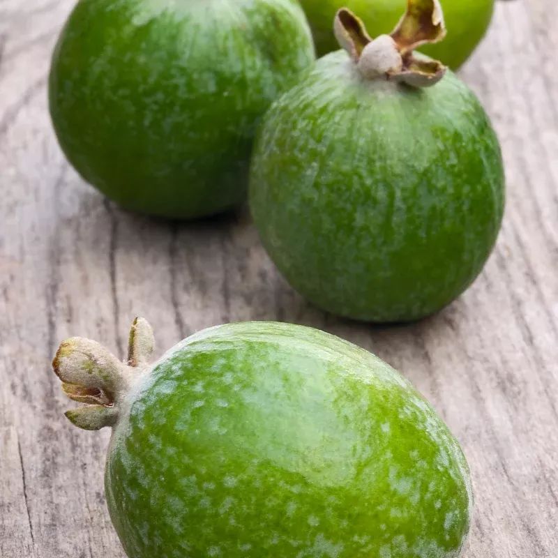 Pineapple Guava Seeds (Acca sellowiana) Tropical shrub producing sweet aromatic fruit; drought tolerant and great for edible landscapes
