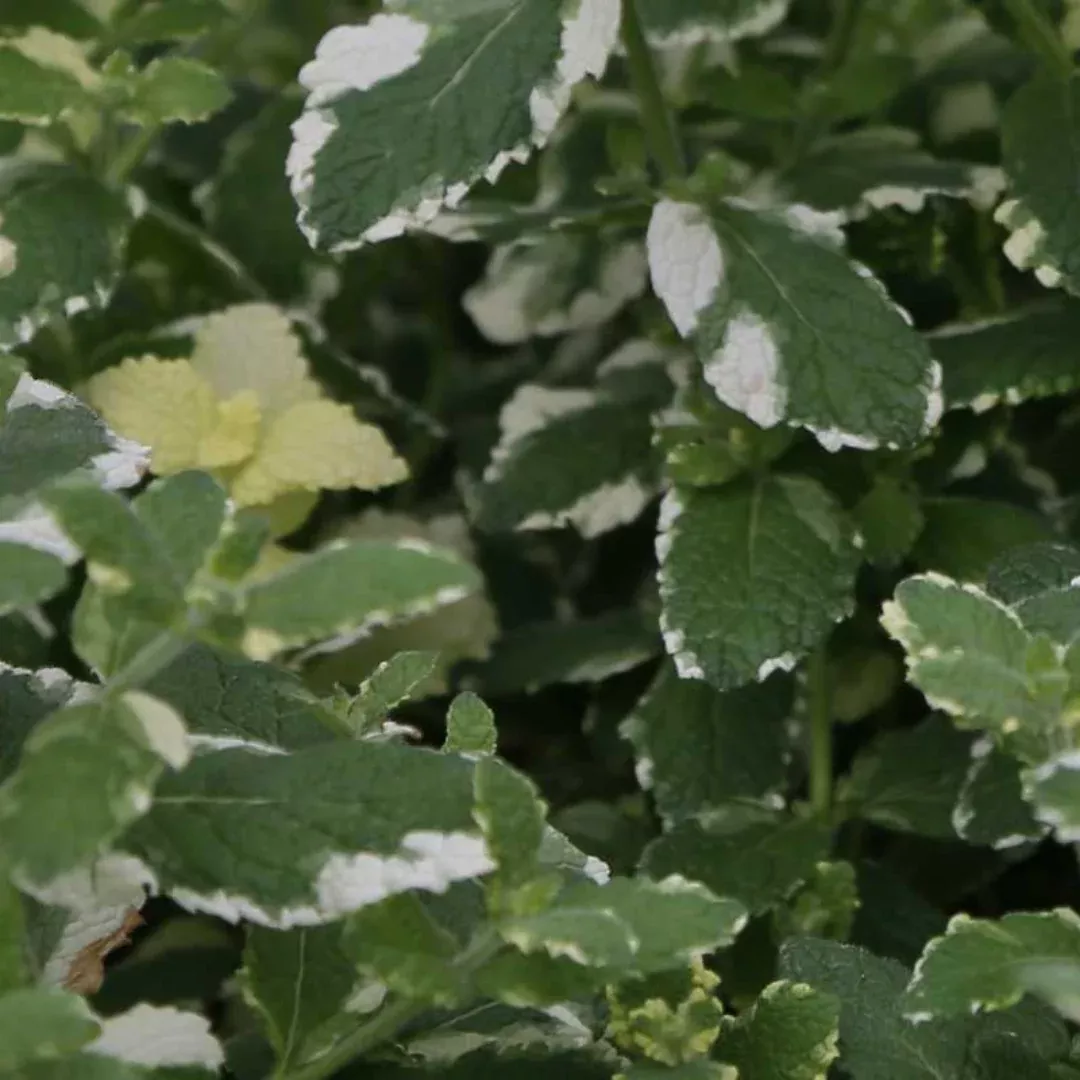 Pineapple Mint Plant Plug (Mentha suaveolens 'Variegata') – Fragrant Variegated Herb for Culinary and Medicinal Use.