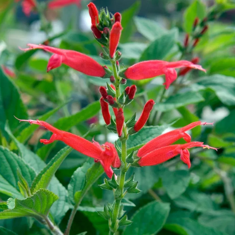 Pineapple Sage Plant Plug (Salvia elegans) – Aromatic Herb with Pineapple Scent – Edible Leaves & Hummingbird-Loving Flowers