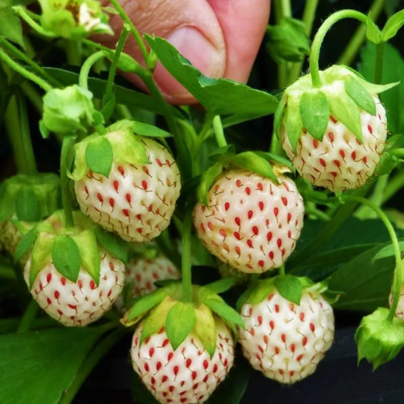 Pineberry Strawberry Plant