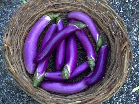 Pingtung Long Organic Eggplant Seeds