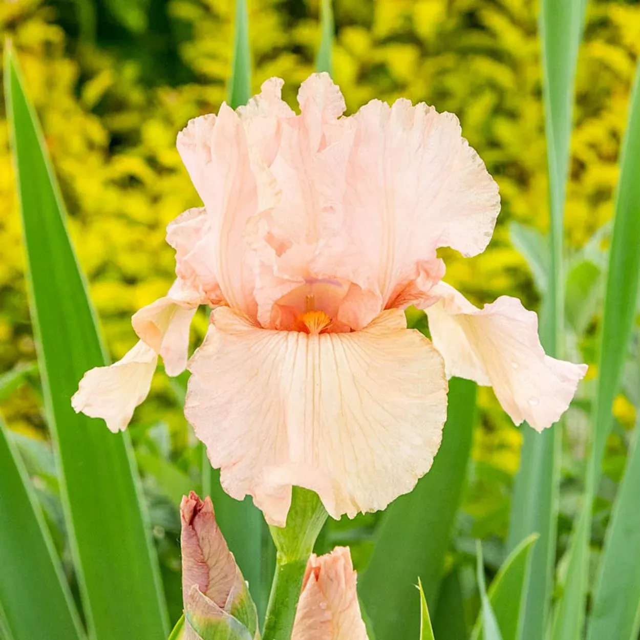 Pink Attraction Reblooming Tall Bearded Iris