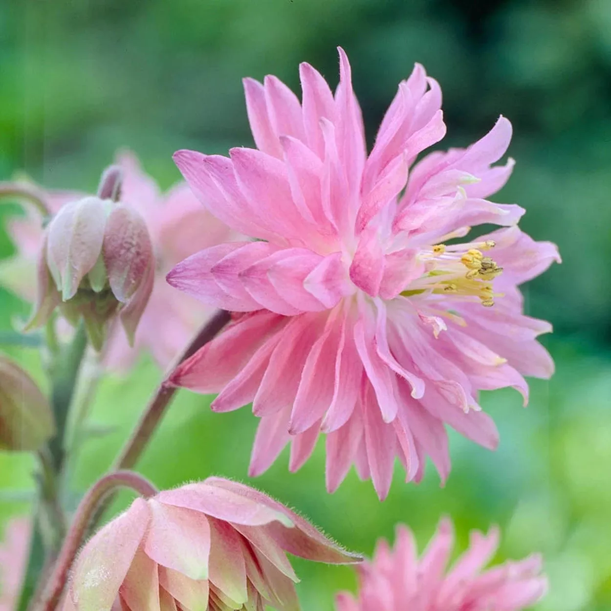 Pink Barlow Columbine