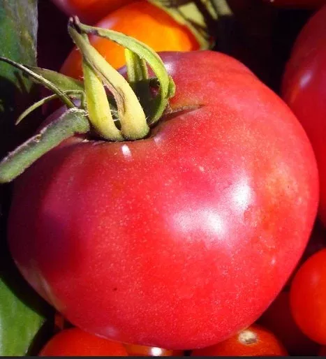 Pink Brandywine Tomato Seeds