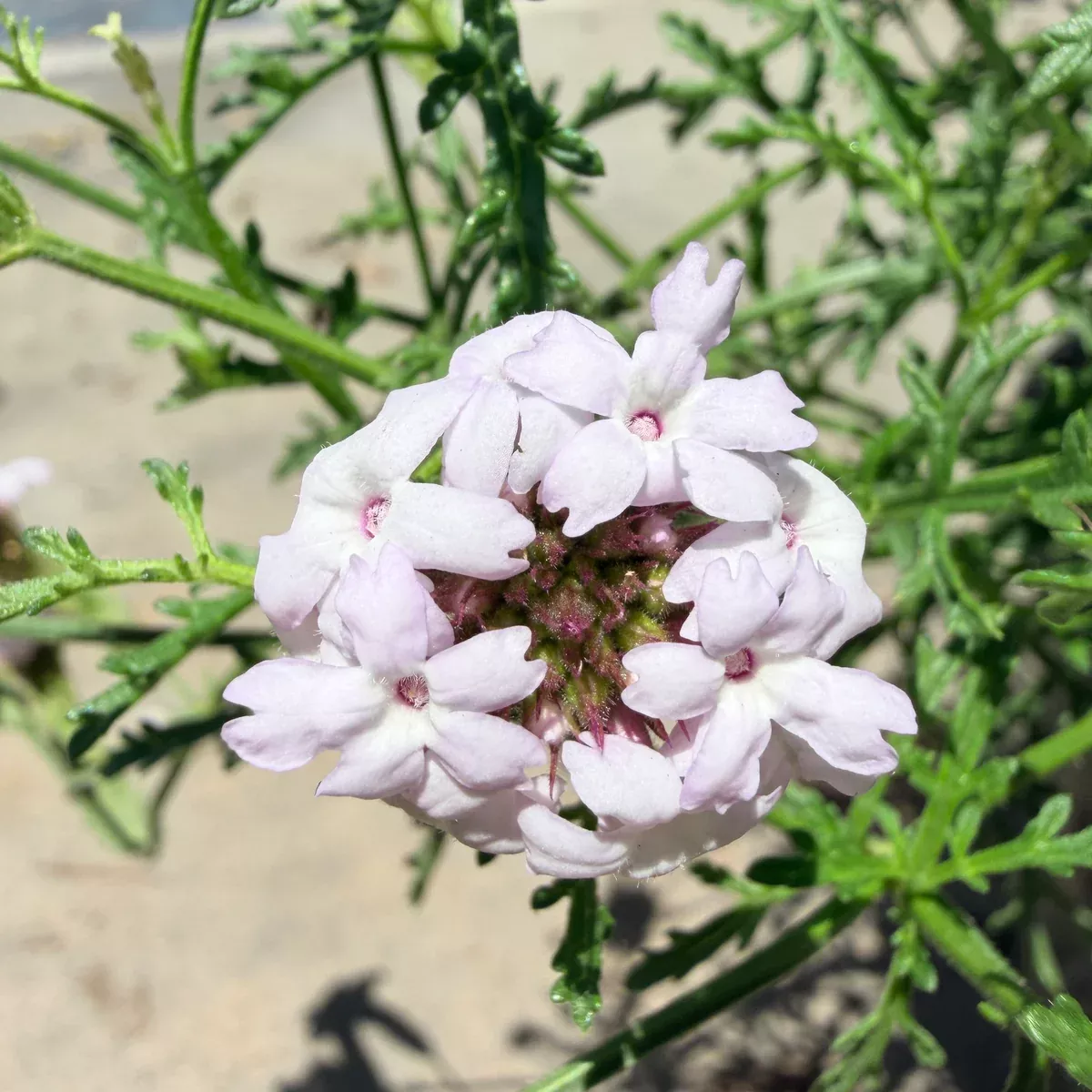 Pink Cedros Island Verbena