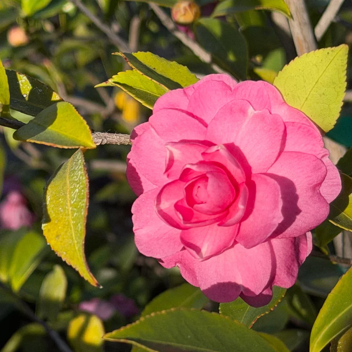 Pink Chansonette Sasanqua Camellia