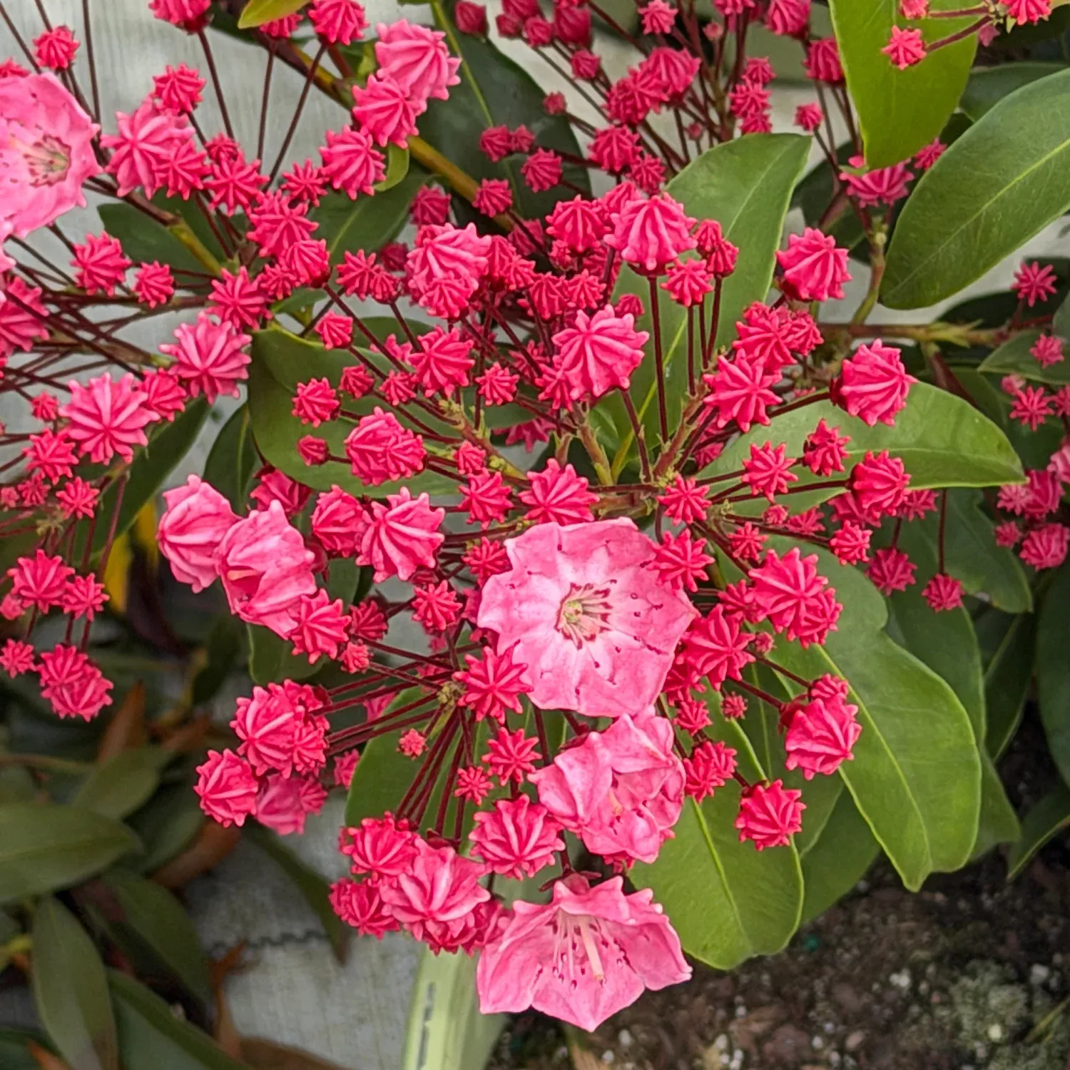 Pink Charm Mountain Laurel