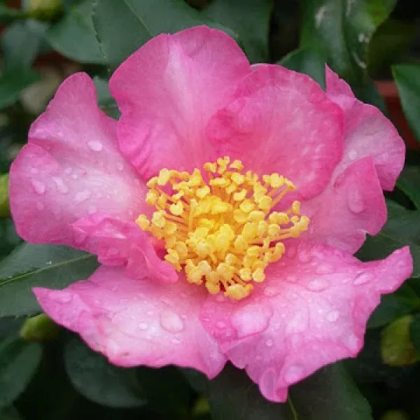 Pink Cleopatra Camellia