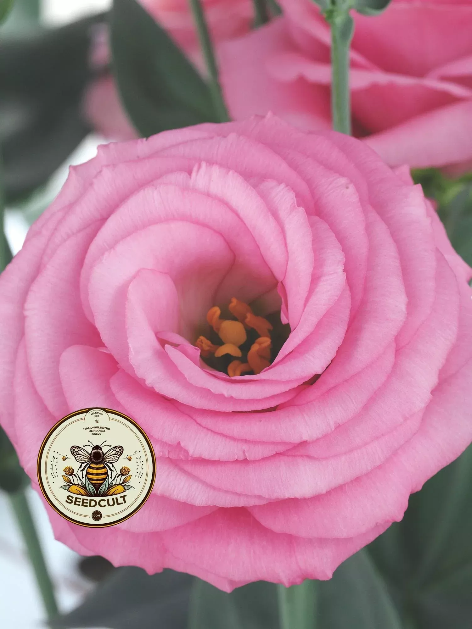 PINK CROMA 2 LISIANTHUS, CUT FLOWERS, EUSTOMA GRANDIFLORUM