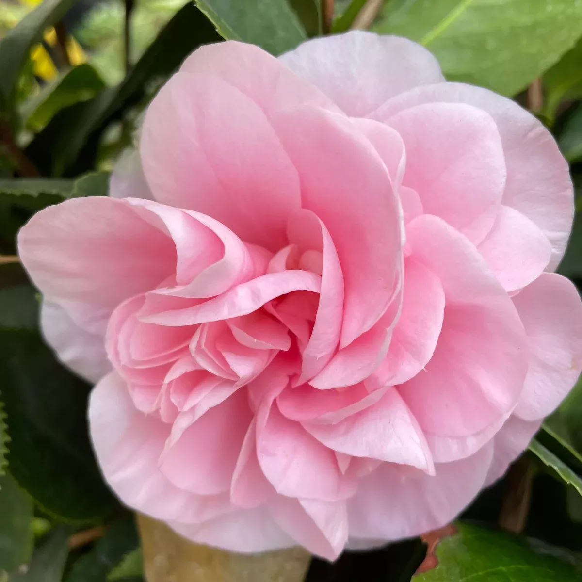 Pink Debutante Camellia