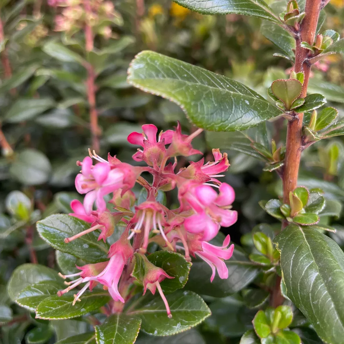 Pink Escallonia