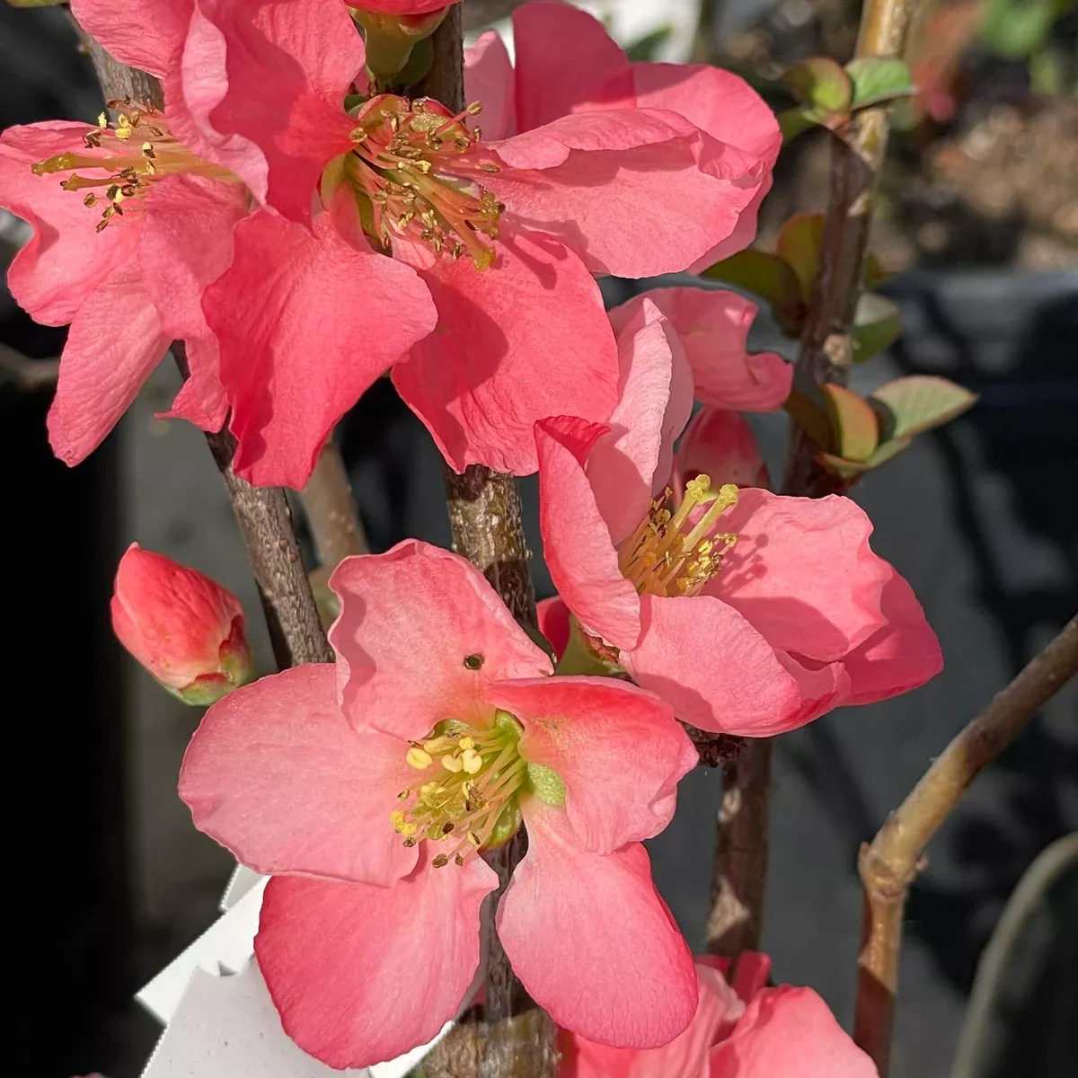 Pink Flowering Quince