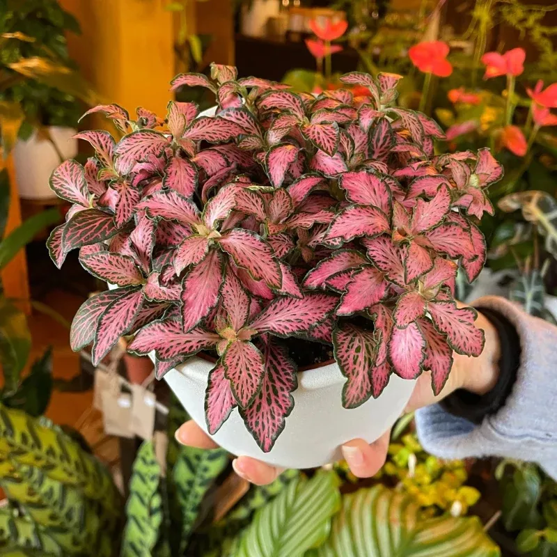 Pink Forest Flame Fittonia Plant Plug (Fittonia spp.) – Striking Pink-Veined Foliage for Low-Light Indoor Spaces.