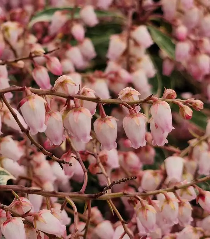 Pink Frost Andromeda