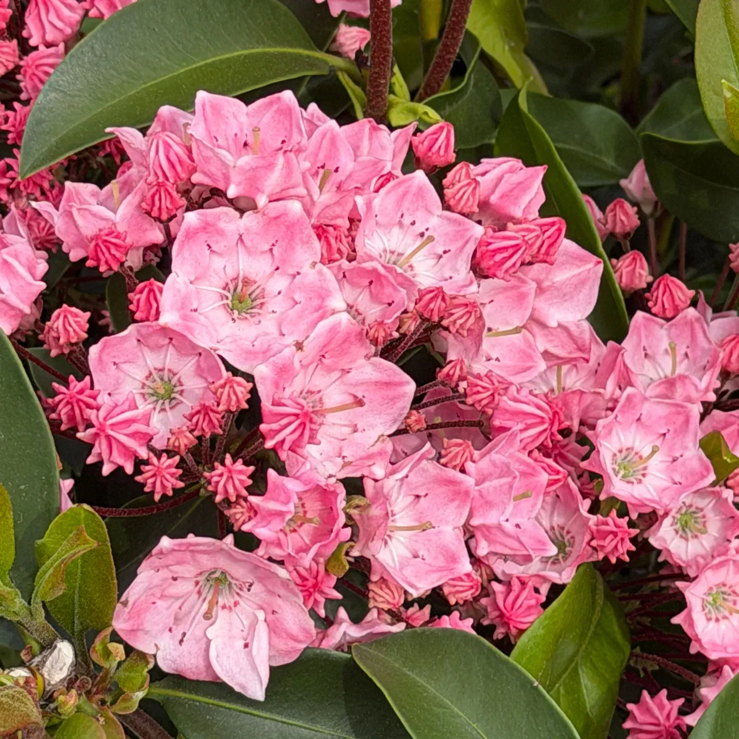Pink Globe Mountain Laurel