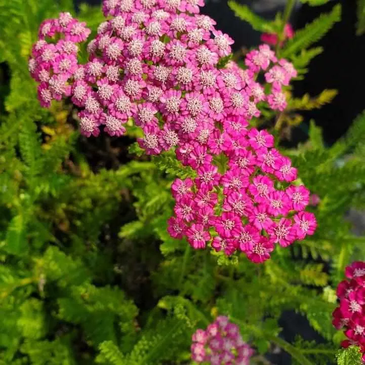 Pink Grapefruit Yarrow