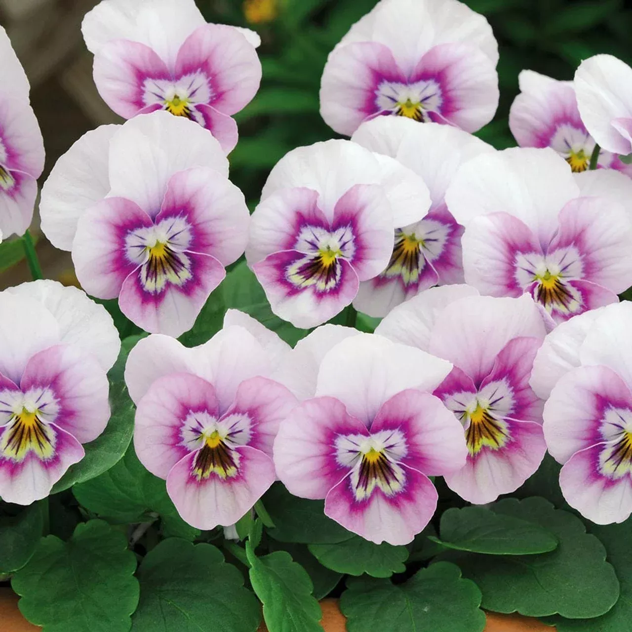 Pink Halo Sorbet Viola Seeds, Violaceae VL0925