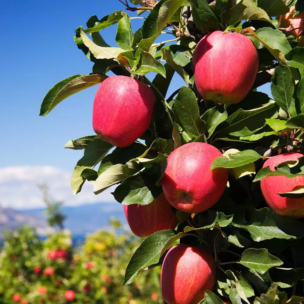 Pink Lady Apple Tree