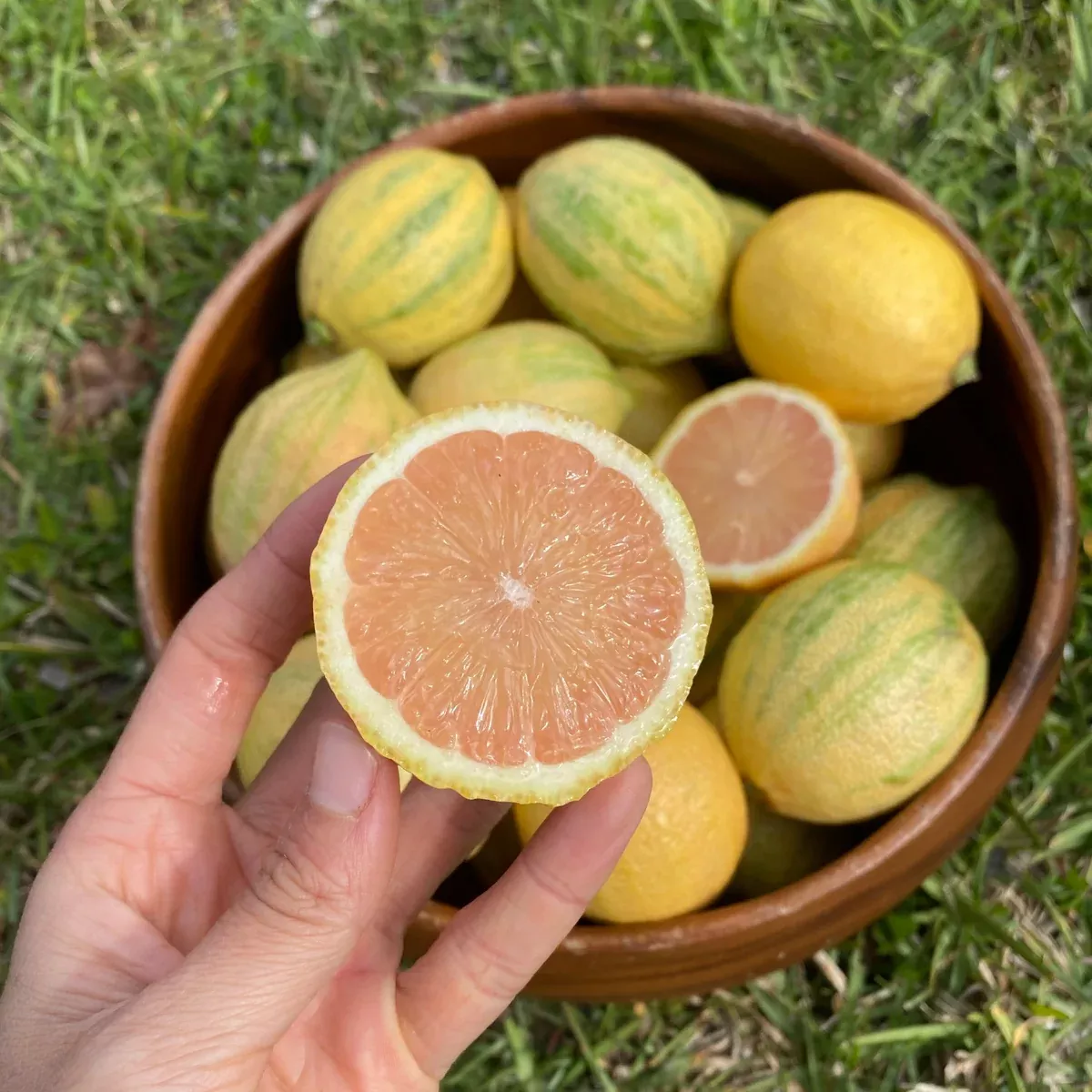 Pink Lemon