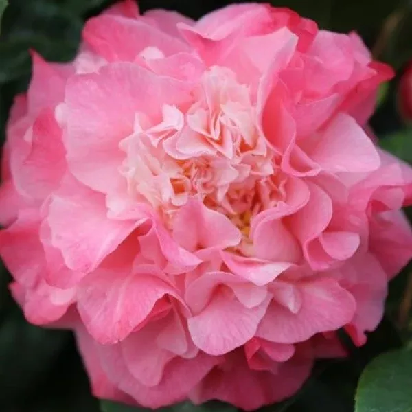 Pink Nuccio's Jewel Camellia