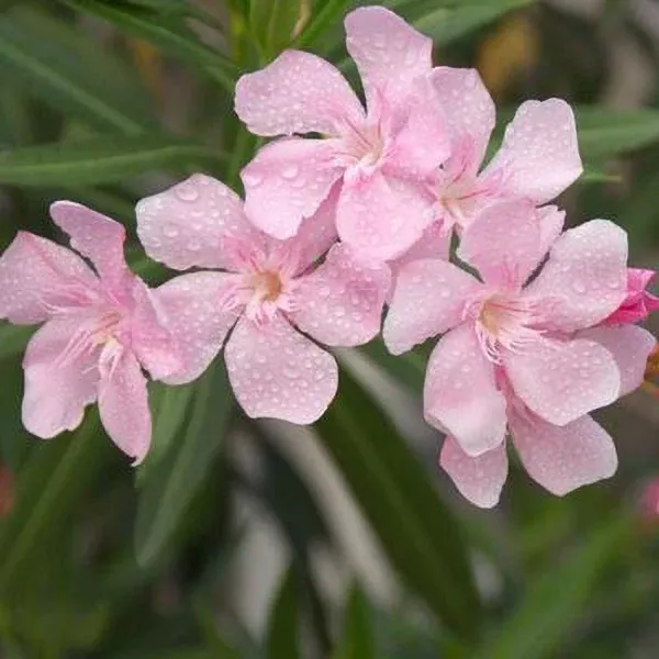 Pink Oleander