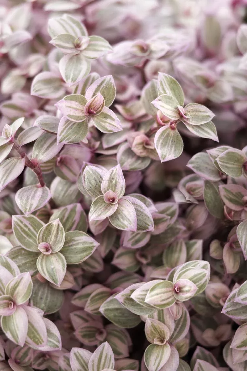 Pink Panther Tradescantia