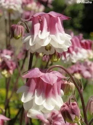 Pink Petticoat Columbine Seeds, Flowering Shade Perennial, Aquilegia Vulgaris AQ0920