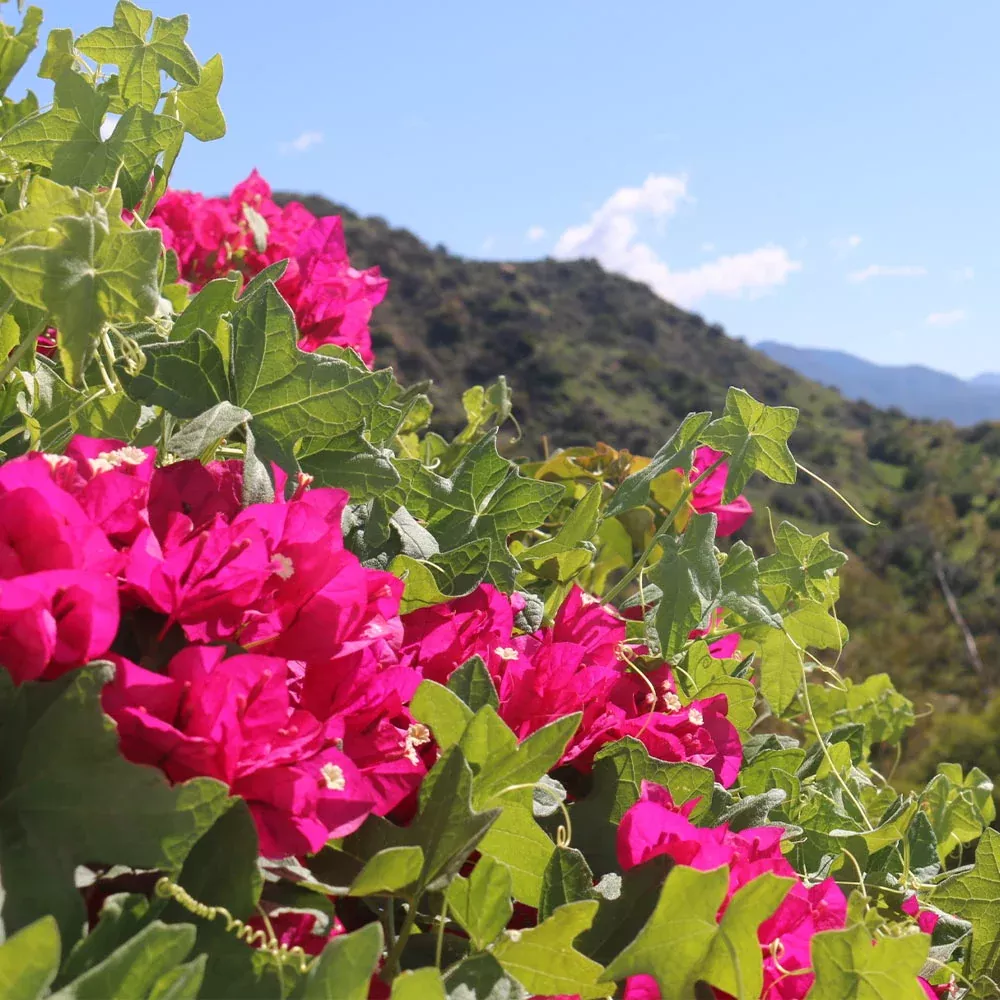 Pink Pixie Bougainvillea