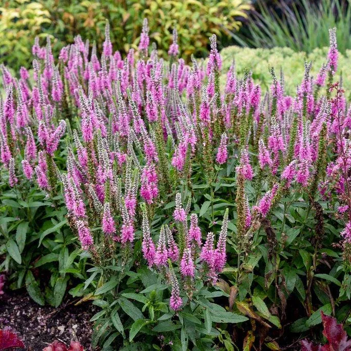 Pink Potion Spike Speedwell
