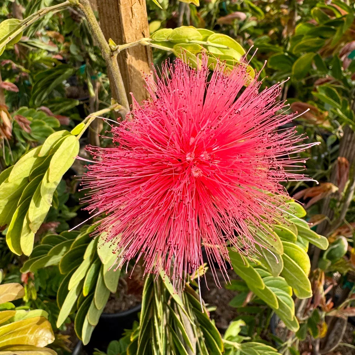 Pink Powder Puff