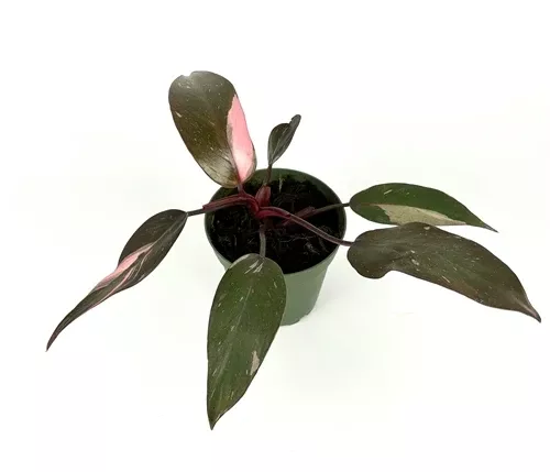 Pink Princess Philodendron