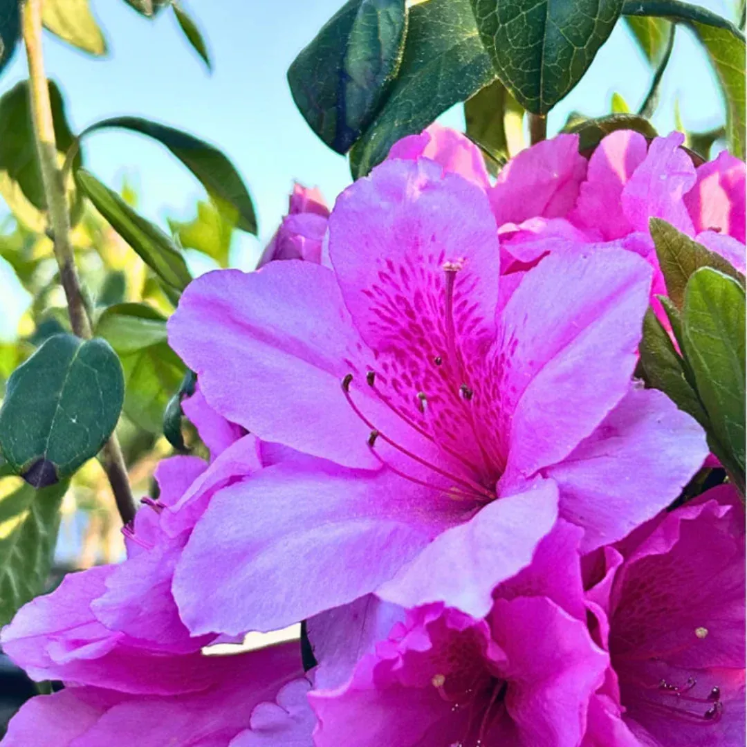 Pink Ruffles Hybrid Azalea