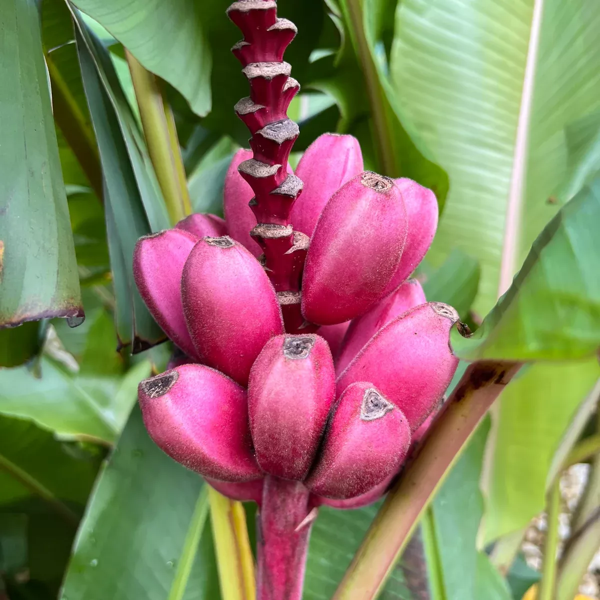 Pink Seeded Banana *Pre-Order*