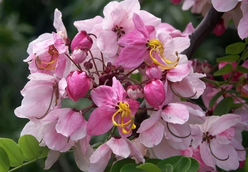 PINK SHOWER TREE