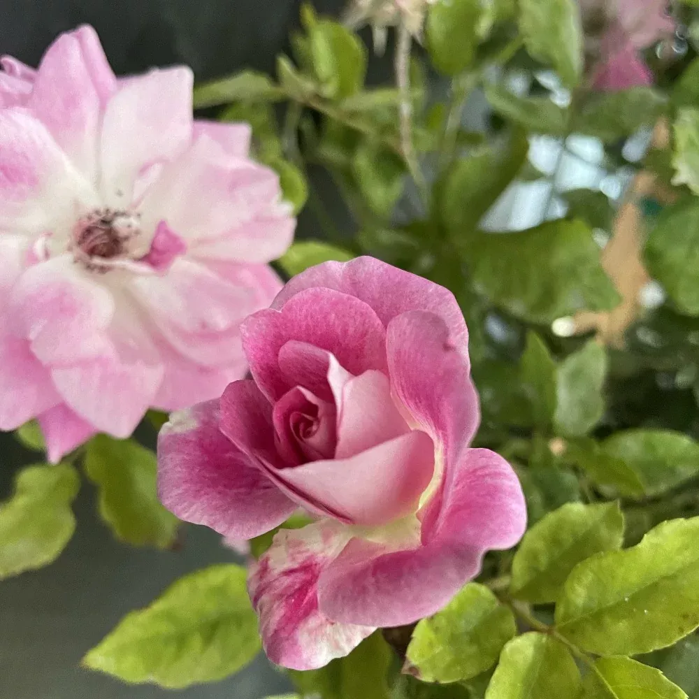 Pink Simplicity Rose Tree