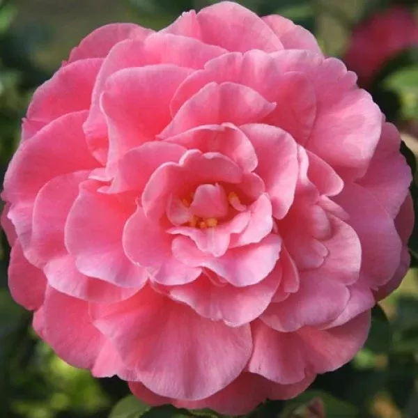 Pink Spellbound Camellia