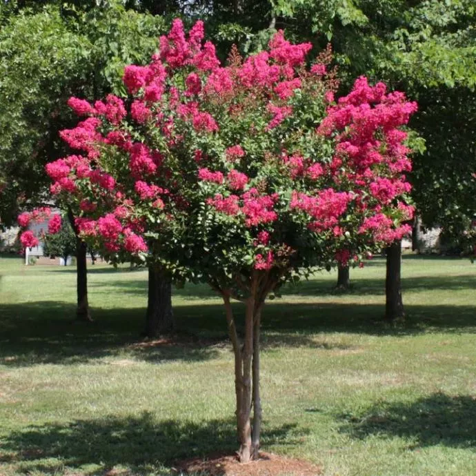 Pink Velour Crape Myrtle