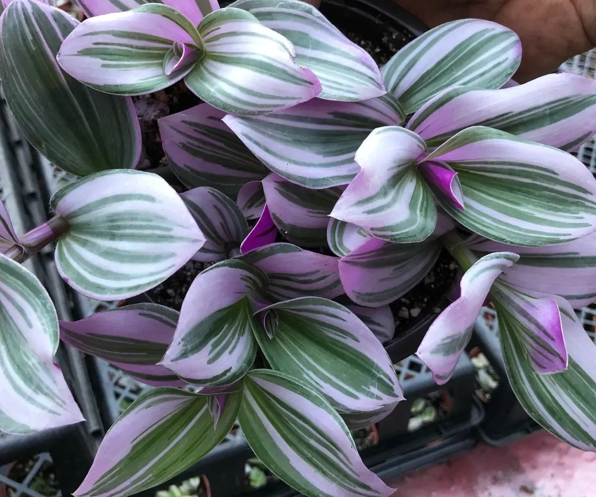 Pink Wandering Jew Plant