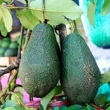 Pinkerton avocado