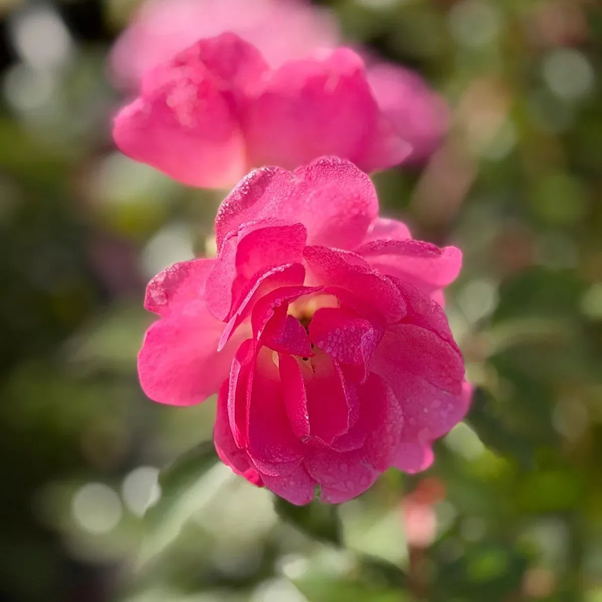 Pinktopia Easy Elegance Rose