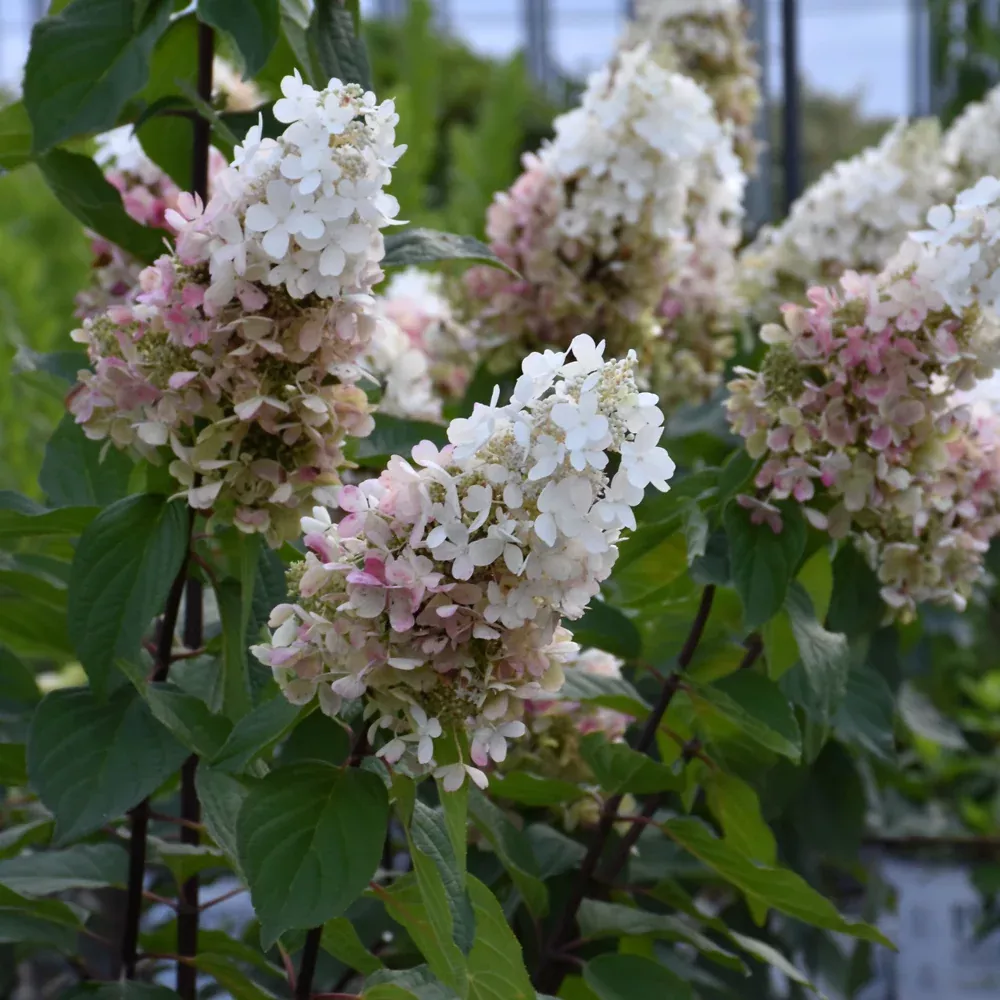 Pinky Winky Prime Hydrangea