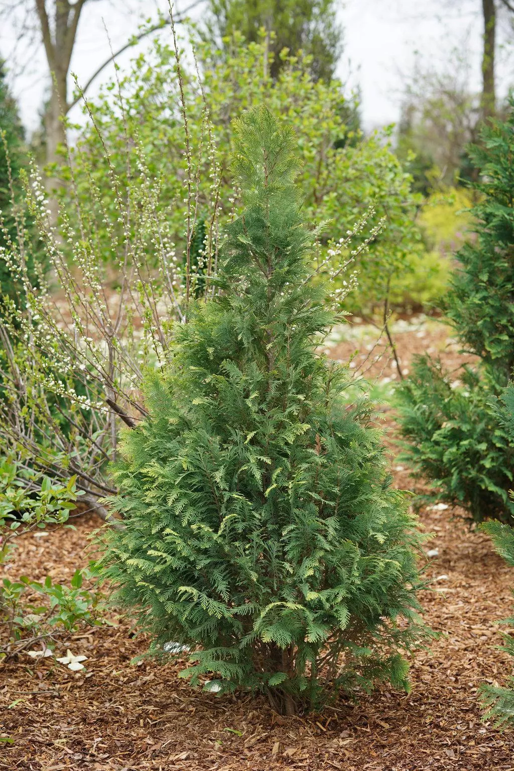 Pinpoint Blue False Cypress