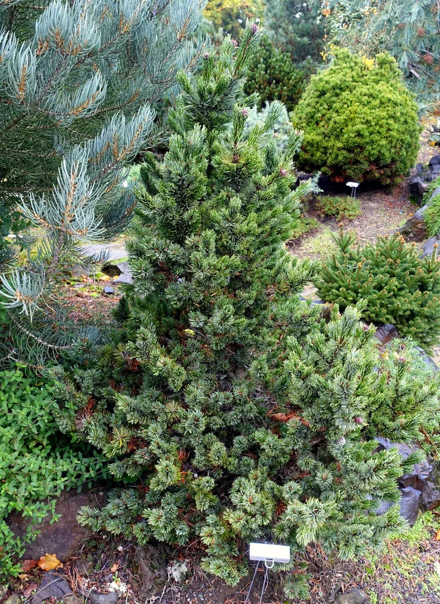 Pinus aristata Seeds - Colorado Bristlecone Pine