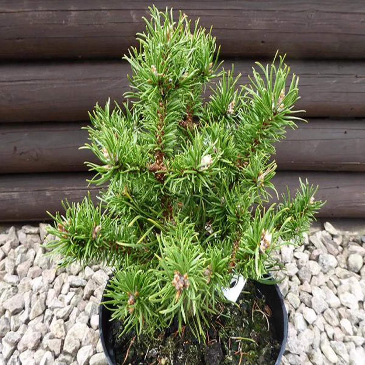 Pinus banksiana SchneverdingenPine