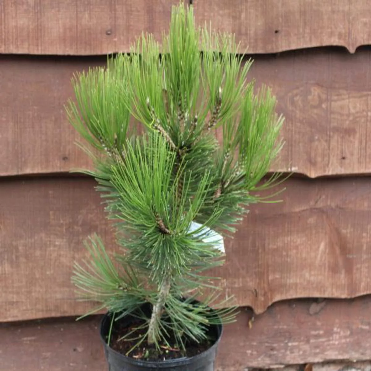 Pinus heldreichii Compact Gem AGMDwarf bosnian pine