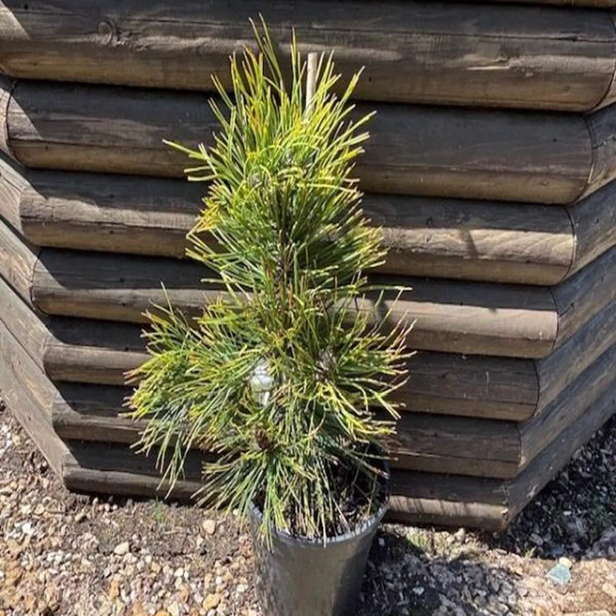 Pinus heldreichii (leucodermis) AureospicataBosnian Pine