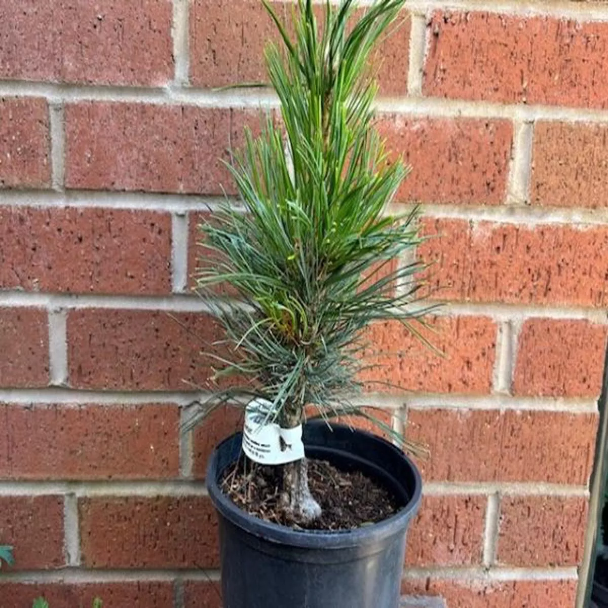 Pinus koraiensis Jack CorbitKorean PIne