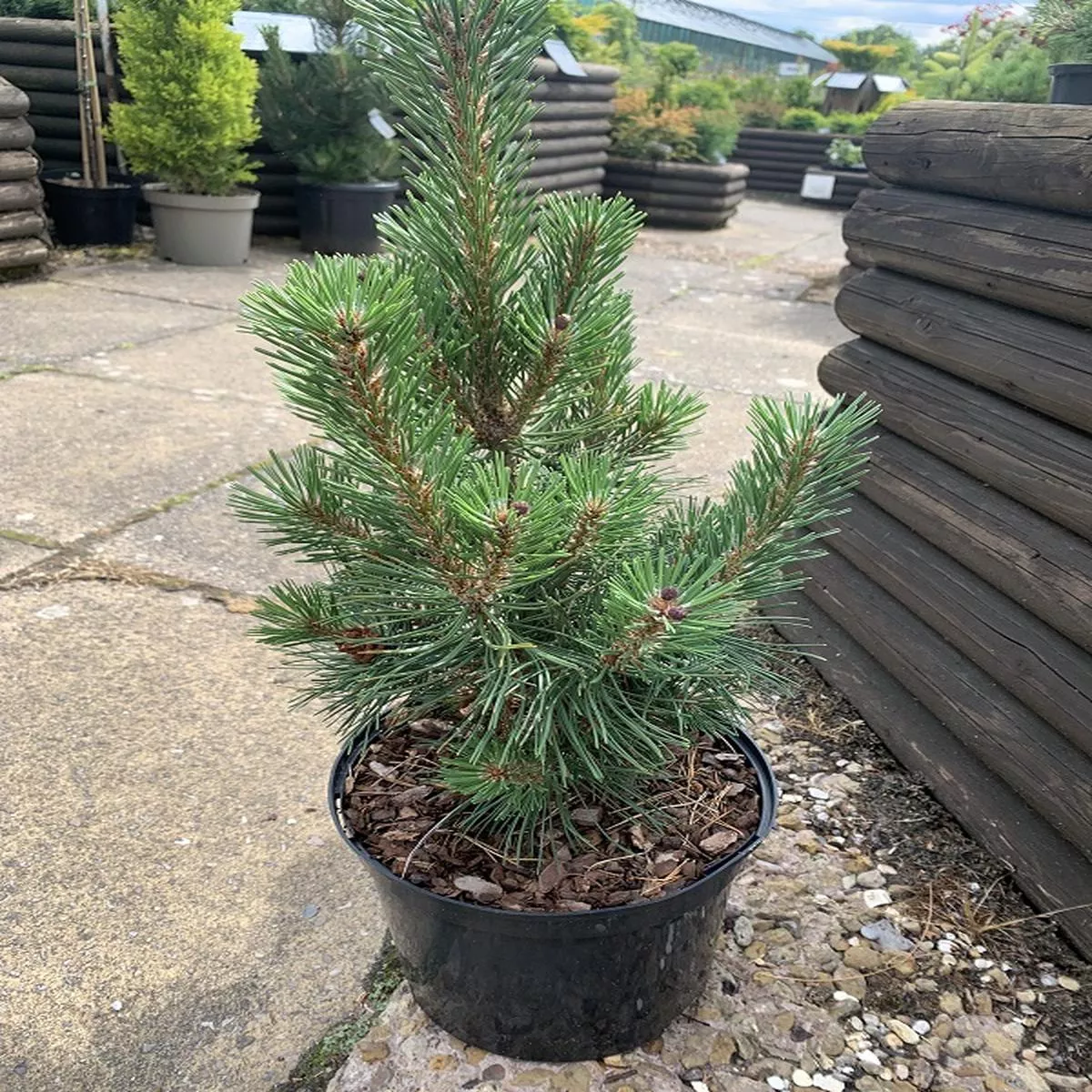 Pinus mugo ColumboDwarf mountain pine